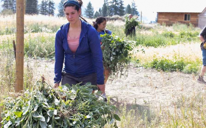 a person pushes a wheelbarrow full of weeds during a service project with outward bound